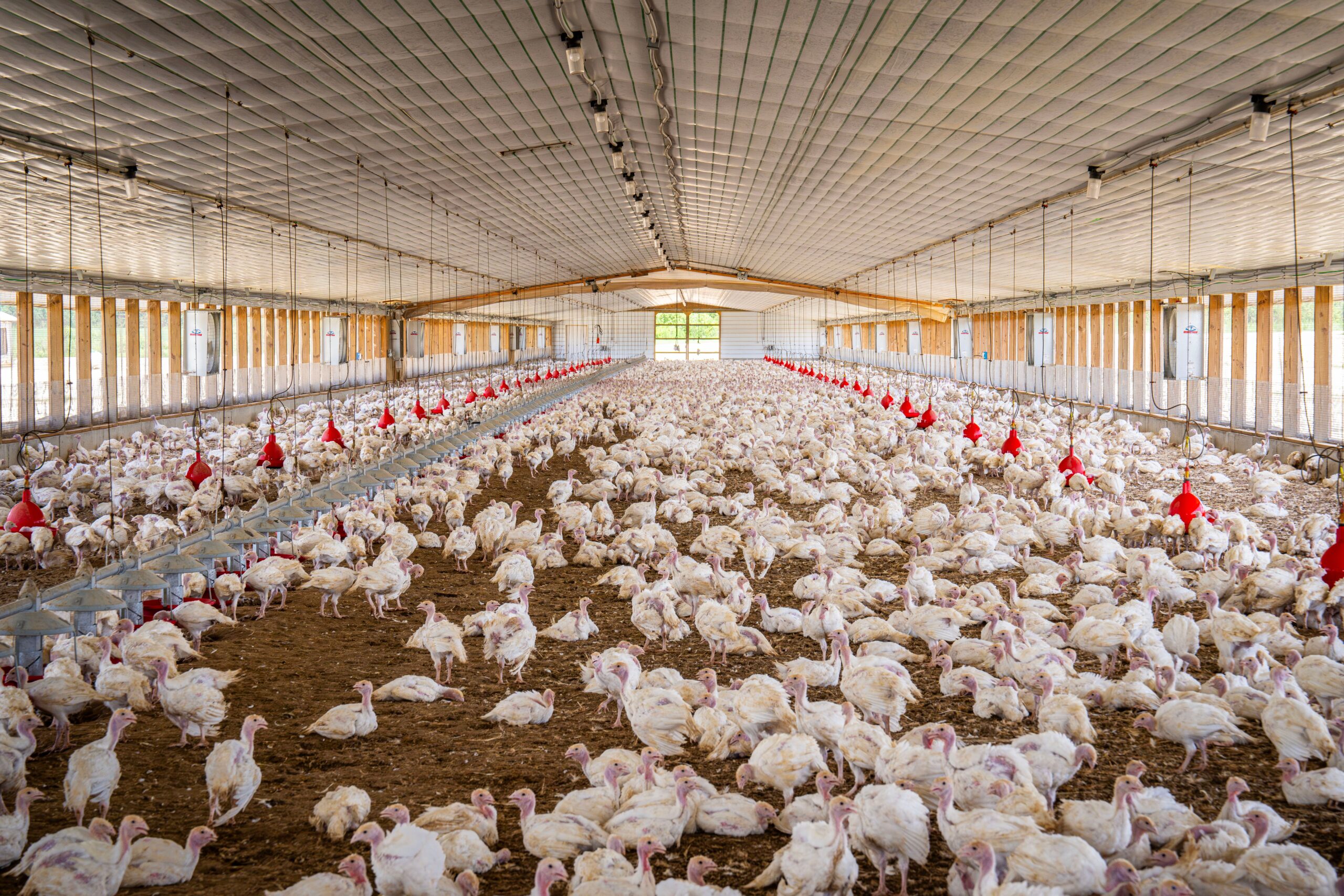 Fortune Poultry Feeds packaging line