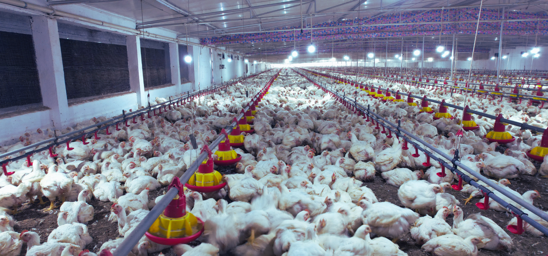Breeder Feed