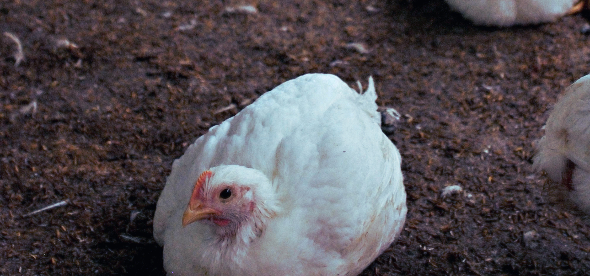 Broiler flock in commercial shed