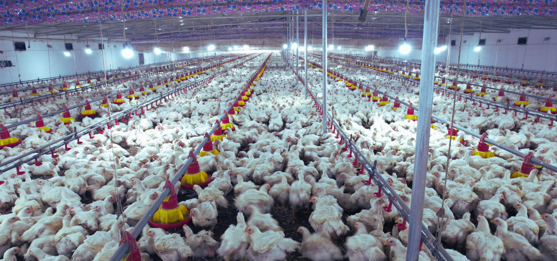 Broiler Birds