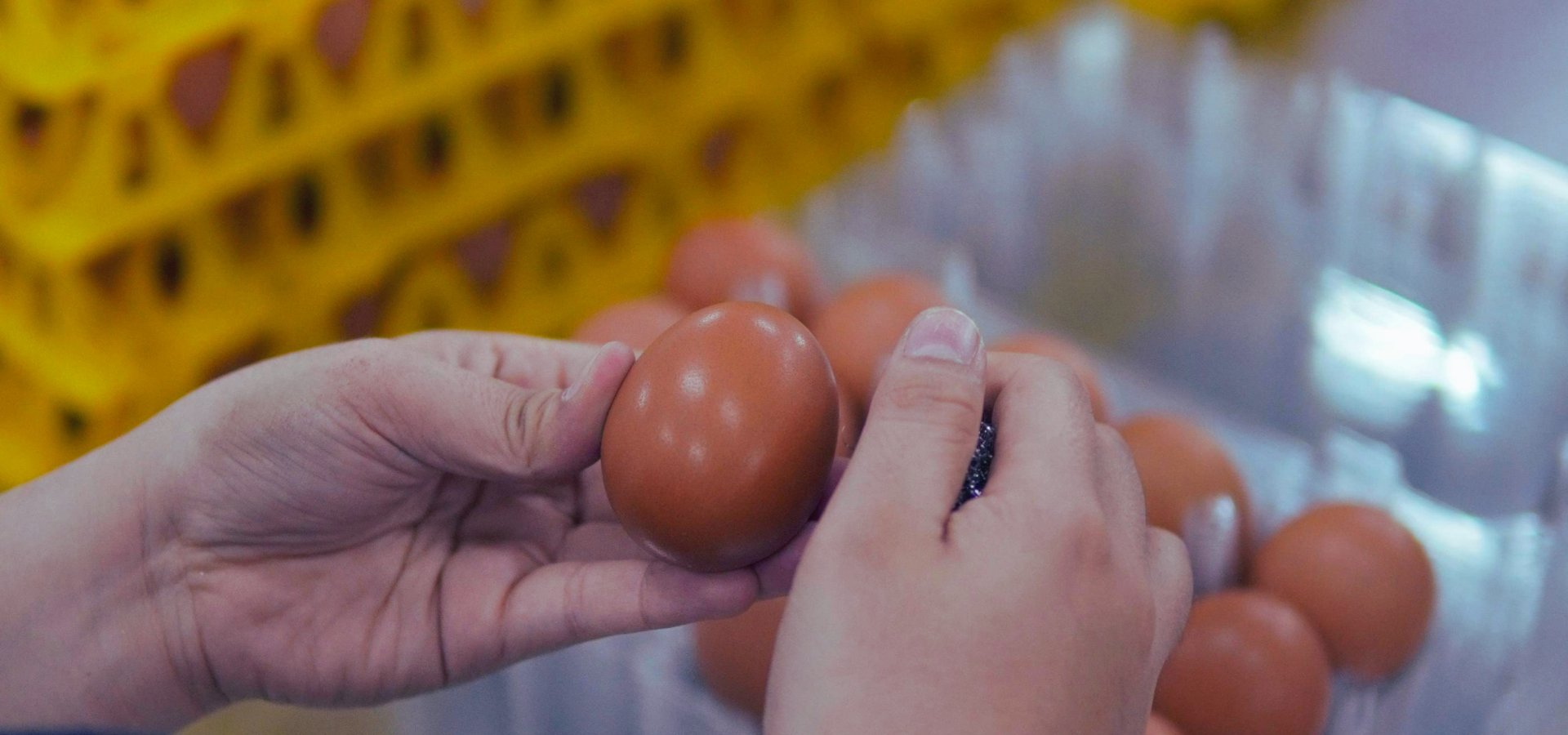 Commercial Eggs