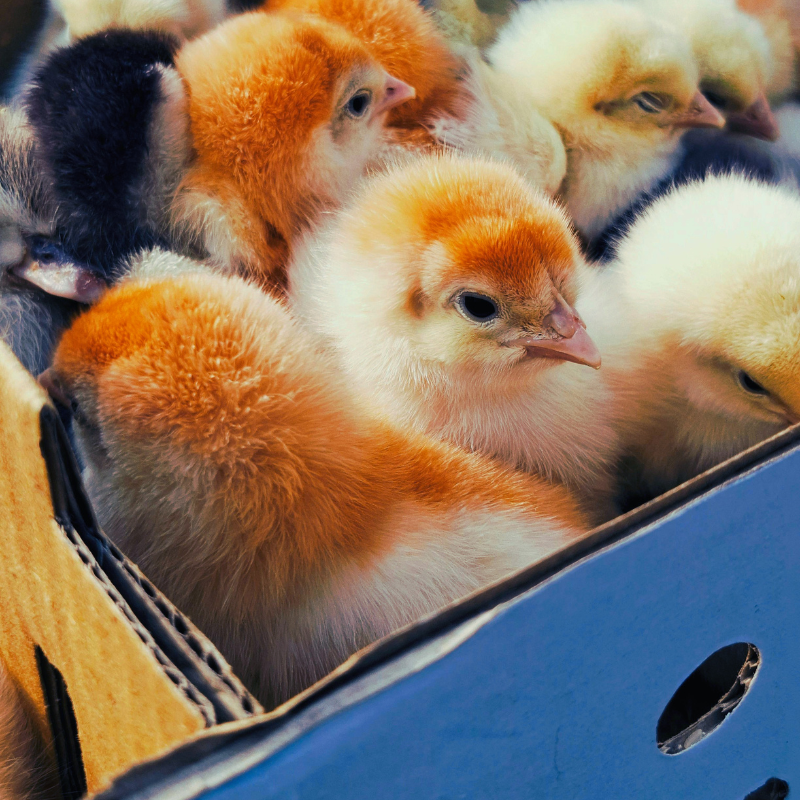 Day Old Chicks