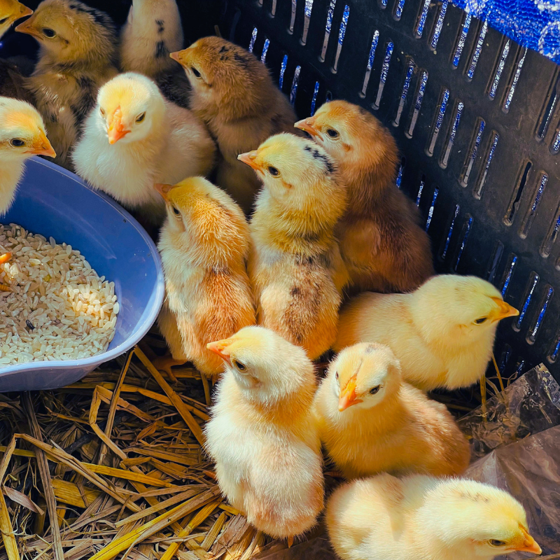 Day Old Chicks