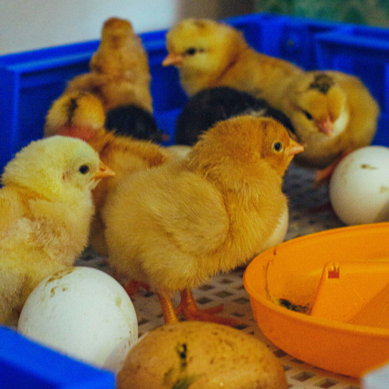 Hatching Eggs