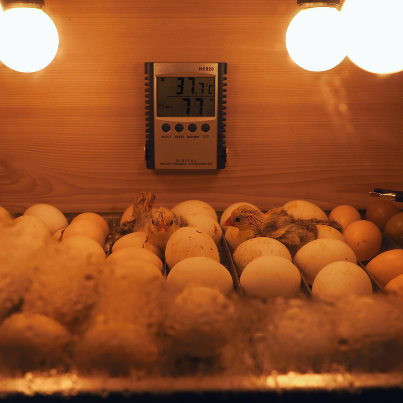 Hatching Eggs